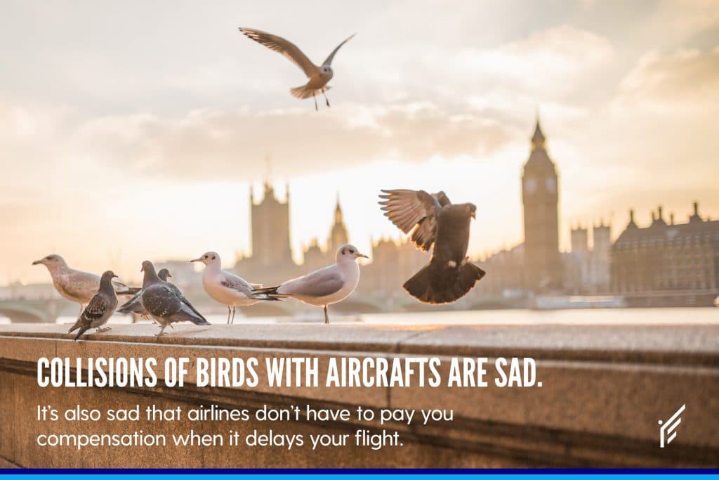 Bird strikes and extraordinary circumstances